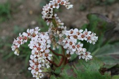 Bergenia ciliata